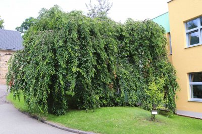 Prunus subhirtella 'Pendula' - višeň chloupkatá - celek léto